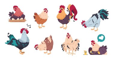 Tavuk ve horoz. Sevimli kümes hayvanları çiftlik karakterleri, bebek tavuk izole karikatür piliç. Vektör yerli kuşlar seti