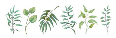 Okaliptüs bitkileri. Yeşillik doğa dalları ve karalama defteri ve düğün kartları için yeşillik, doğa dekoratif unsurlar. Vektör yeşil seti
