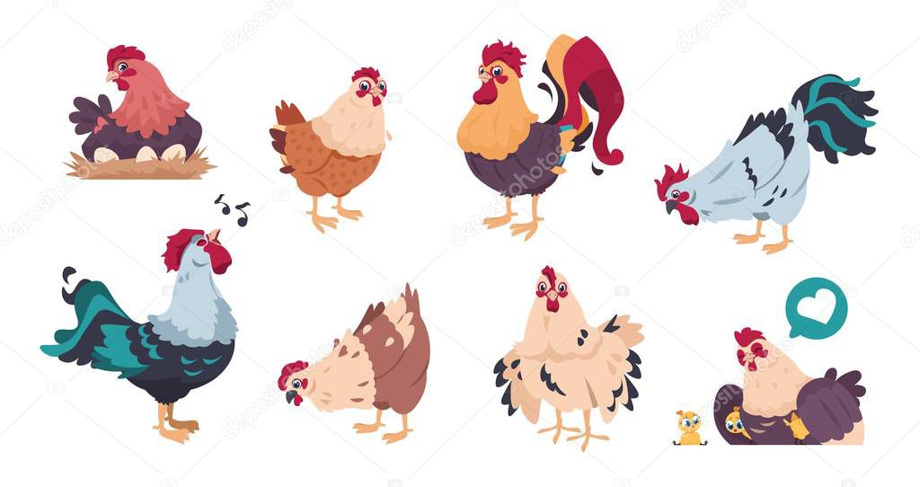 Chicken and rooster. Cute poultry farm characters, cartoon chick with baby chickens isolated. Vector illustrations colourful domestic birds set on white background