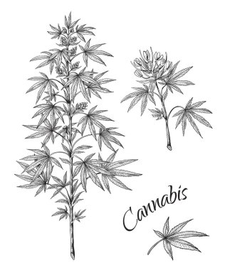 Elle çizilmiş esrar. Marihuana dalı yaprakları ve konileri lineer kroki. Vektör kenevir bitki beyaz arka plan üzerinde izole