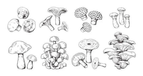 Setas dibujadas a mano. Esbozo vintage de champiñón shiitake hongo cantarela, alimentos orgánicos aislados. Set de garabatos vectoriales — Vector de stock