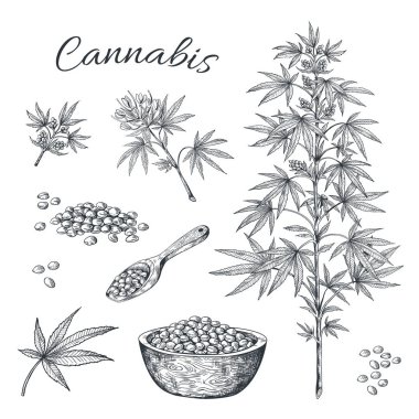 Elle çizilmiş esrar. Tohum yaprakları ve eksileri ile kenevir bitki, marihuana vintage çizgi kroki. Vektör esrar beyaz izole