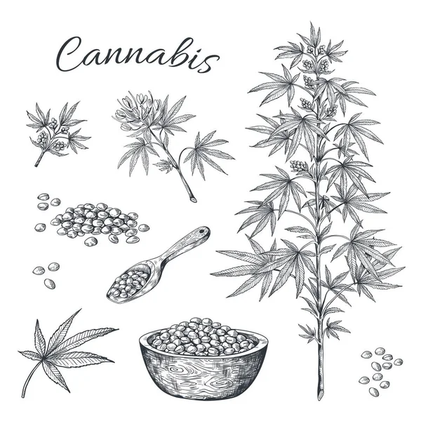 Cannabis extraído a mano. Planta de cáñamo con semillas hojas y contras, esbozo de línea vintage de marihuana. Cannabis vectorial aislado en blanco — Vector de stock