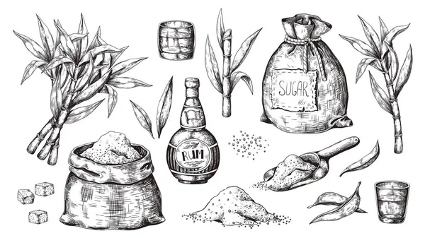 Caña de azúcar y ron hechos a mano. Botella de licor vintage y vasos, saco de azúcar y cubos, plantas ecológicas de azúcar. Bebida alcohólica vectorial — Vector de stock