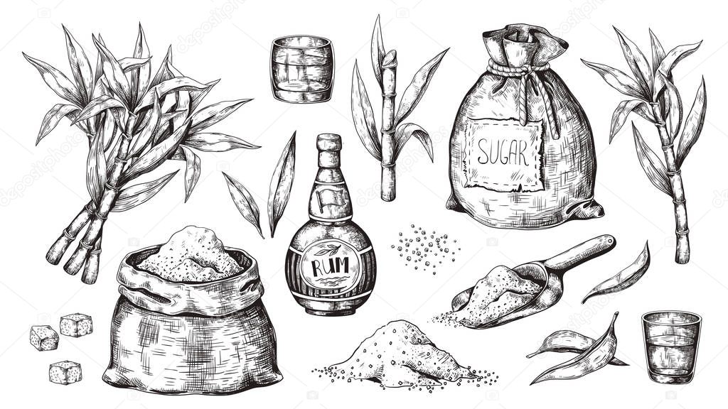 Hand drawn sugarcane and rum. Vintage liquor bottle and glasses, sugar sack and cubes, sugar organic plants. Vector alcoholic beverage