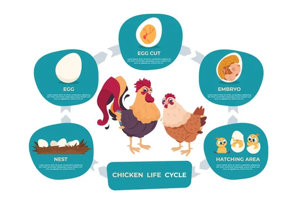 Ciclo de vida del pollo. Infografía de dibujos animados de gallinas y gallos con pasos de vida desde el huevo del nido hasta el bebé embrionario y el ave adulta. Conjunto de vectores — Vector de stock