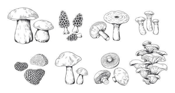 Hand drawn mushrooms. Vintage sketch of porcini portobello fungus morel truffle and oyster mushrooms. Vector doodle set