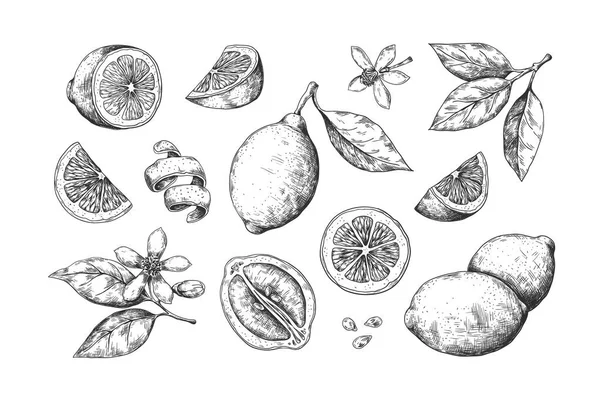 Hand drawn lemon. Vintage citrus slices blossom and fruits, lemon and lime pencil outline sketch for juice labels. Vector food set — ストックベクタ
