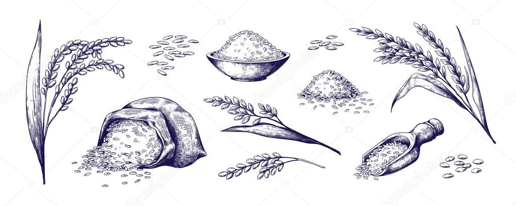 Hand drawn rice. Organic cereal in bag and rice porridge in bowl, sketch doodle set of wild jasmine steamed and basmati rice. Vector rice plant grains