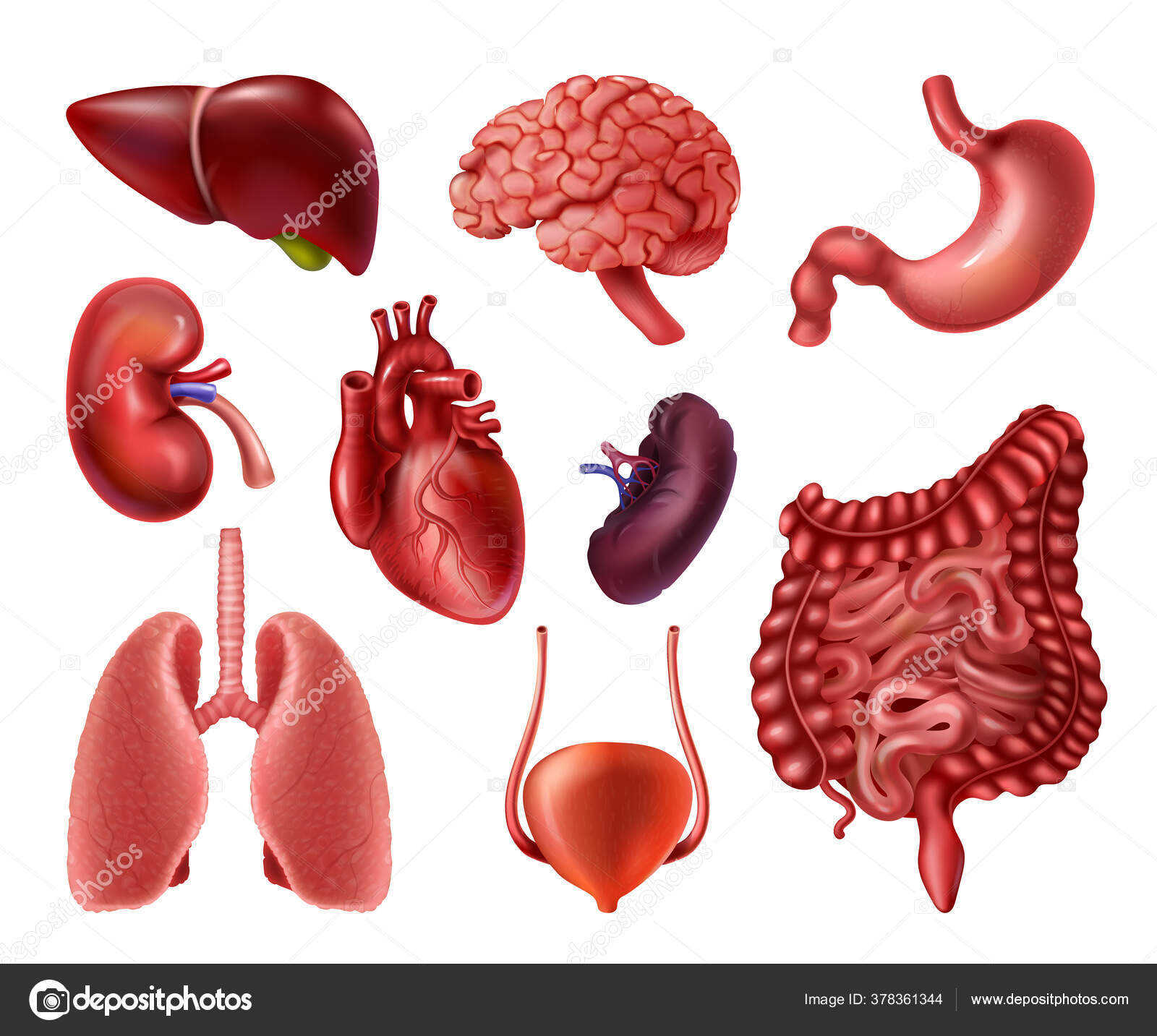 Internal organs. Realistic human body anatomy infographic elements, brain  heart kidneys liver lungs intestines stomach. Vector set Stock Vector by  ©SpicyTruffel 378361344