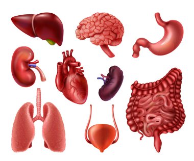 İç organlar. Gerçekçi insan vücudu anatomisi bilgi elementleri, beyin kalbi böbrekler karaciğer bağırsaklar mide. Vektör seti