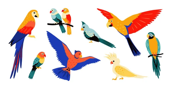 Des perroquets. Oiseaux tropicaux colorés de dessin animé, perroquet sauvage volant et assis, isolent la collection d'éléments de conception de doodle d'été. Ensemble vectoriel — Image vectorielle
