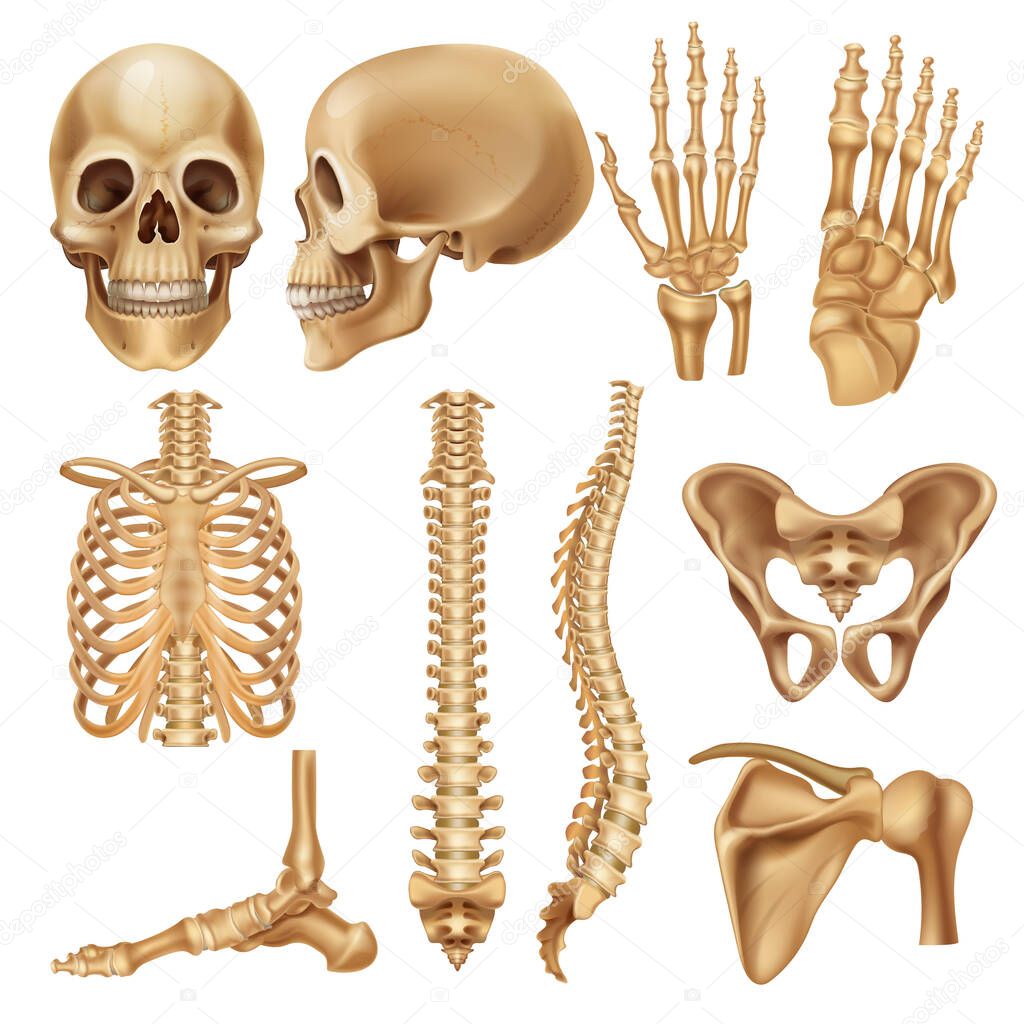 Human bones. Realistic skeleton elements for anatomy illustration and medical infographic, human skull spine ribs pelvis and joints. Vector set