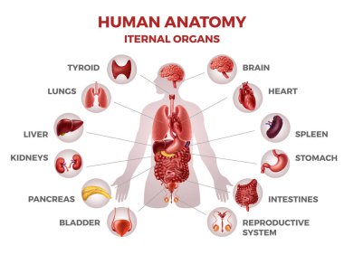 İnsan iç organları. Biyoloji bilgisi için insan vücudu anatomisi tıbbi illüstrasyonu, mide böbrekleri kalp karaciğer akciğerleri. Vektör seti