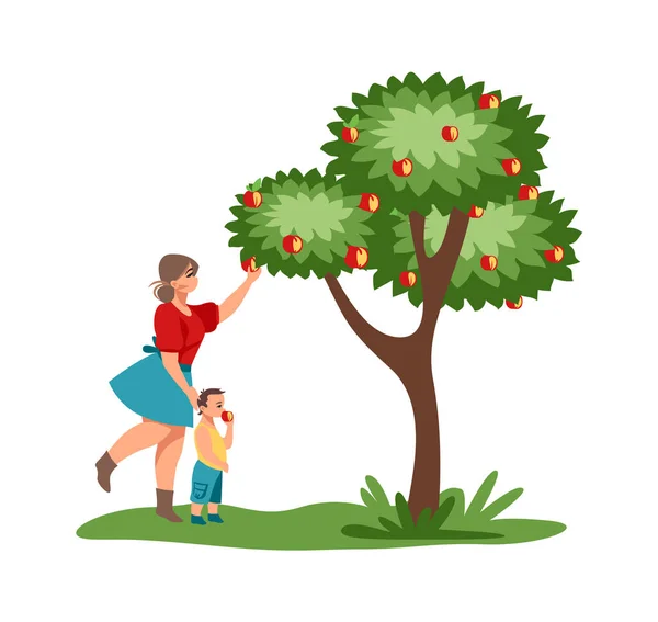 Récolte. Femme mignonne cueillant des fruits juteux de l'arbre. Mère et enfant cueillent des pommes rouges dans le jardin, verger rustique d'automne. Femme vectorielle avec enfant marchant dans le parc illustration plate — Image vectorielle
