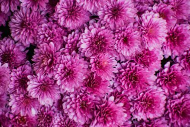 Koyu pembe krizantem buket arka plan