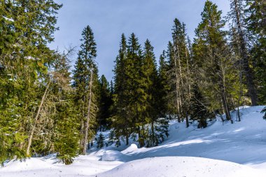 High-Tatras ' t a uzun çam ağaçları, Slovakya
