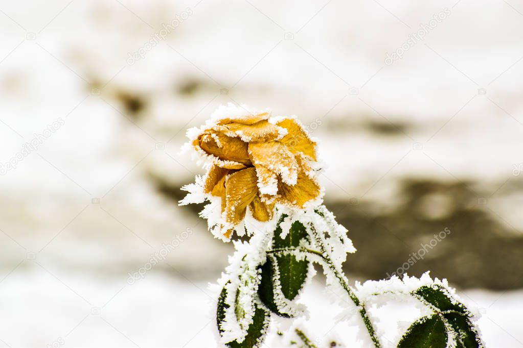Frozen yellow rose in winter