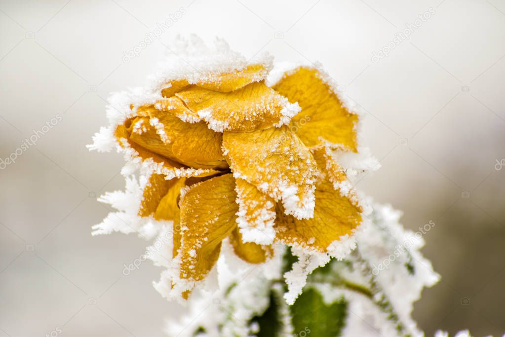 Closeup of frozen yellow rose in winter