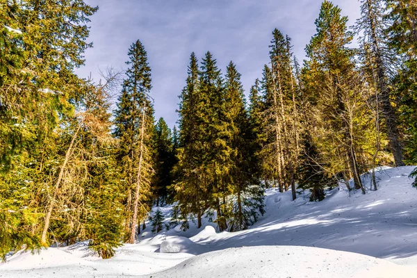 Slovakya 'daki High Tatras' ta uzun çam ağaçları