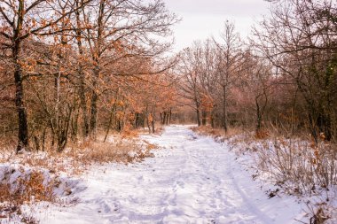 Mekke 'deki doğal orman Pecs, Macaristan, Avrupa yakınlarında ince karla kaplıydı.