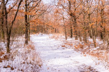 Mekke 'deki doğal orman Pecs, Macaristan, Avrupa yakınlarında ince karla kaplıydı.