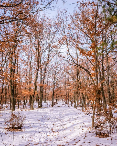 Floresta Natural Mecsek Coberta Com Neve Fina Perto Pecs Hungria — Fotografia de Stock
