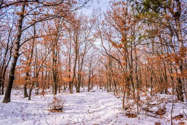 Forêt Naturelle Sur Mecsek Recouverte Neige Mince Près Pecs Hongrie — Photo