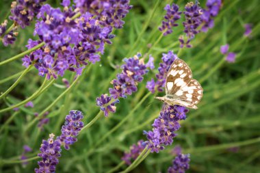 Lavanta çiçeğindeki kahverengi ve beyaz kelebek. Yakın plan fotoğraf.
