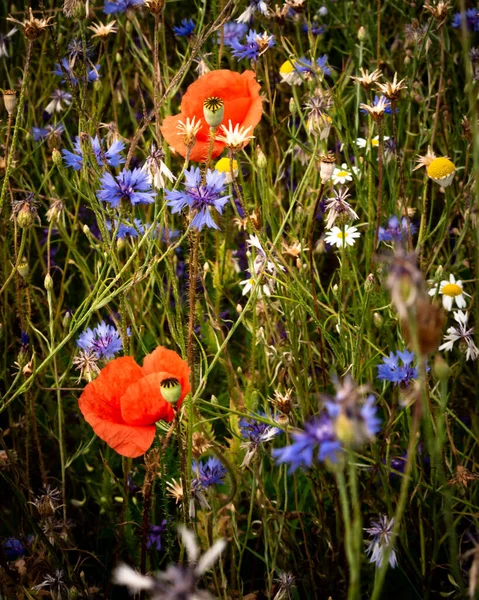 시골에 들꽃의 양귀비 옥수수 데이지 — 스톡 사진