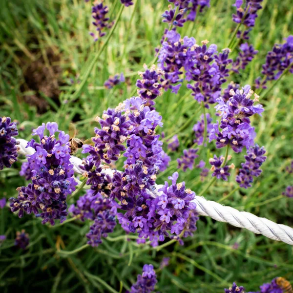 Bin Pollinerande Lavendel Blomma Närbild Makro Skott — Stockfoto