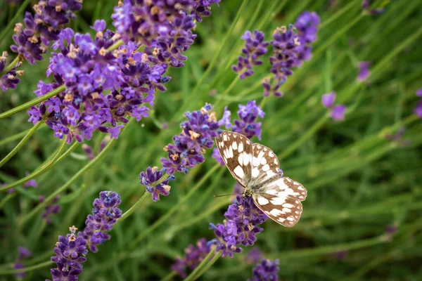 Mariposa Marrón Blanca Una Flor Lavanda Foto Cerca — Foto de Stock