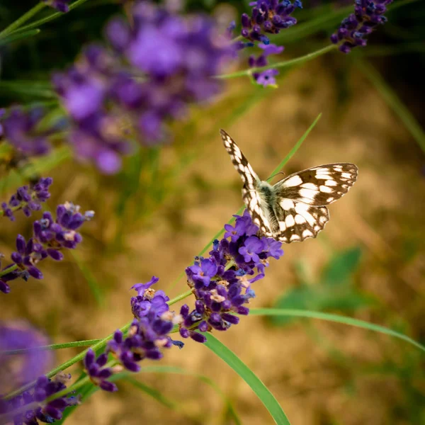 Mariposa Marrón Blanca Una Flor Lavanda Foto Cerca — Foto de Stock