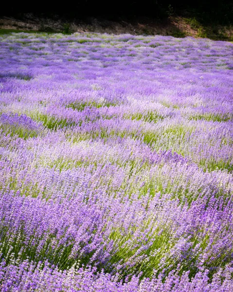 匈牙利Koroshegy的薰衣草田 夏季靠近Balaton湖 — 图库照片