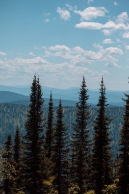 sonsuz Taiga yüksek Firs