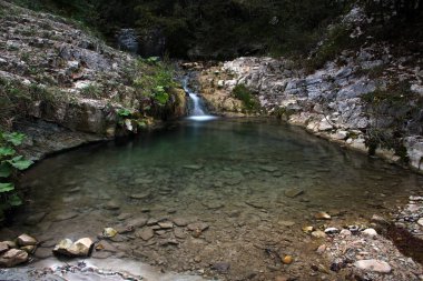 Bir orman içinde vahşi su