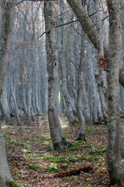 İçinde beechwood Güz