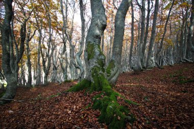 İçinde beechwood Güz
