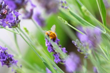 Lavanta bir yaban arısı
