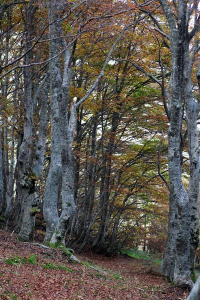 Madeira Faia Outono — Fotografia de Stock