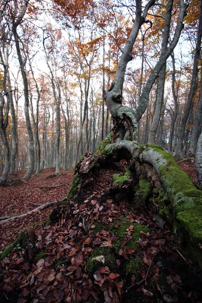 在秋天的山毛榉林 — 图库照片