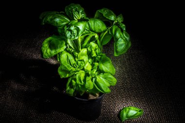 Fesleğen yeşil taze bitki