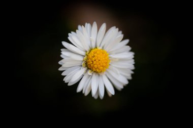 Bir spontan papatya çiçek