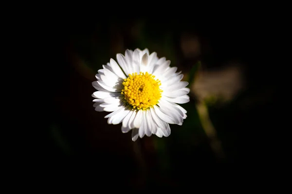 ดอกเดซ นเอง — ภาพถ่ายสต็อก
