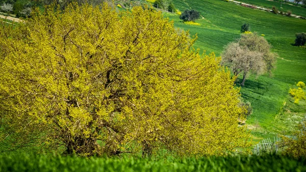 Duże Drzewo Środku Pola Pszenicy Wiosną — Zdjęcie stockowe