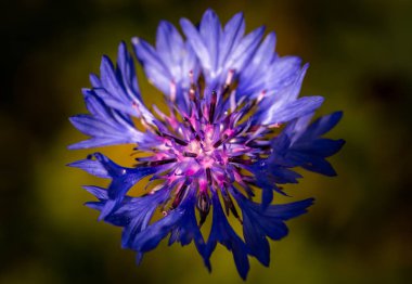 Mavi bir mısır çiçeği - Centaura Cyanus