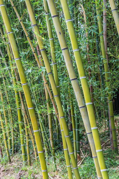 Bamboo plants growing in a park