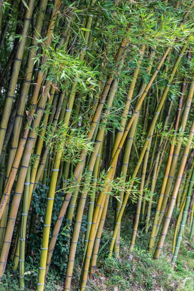 Bamboo plants growing in a park