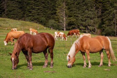 Otlakta otlayan atlar
