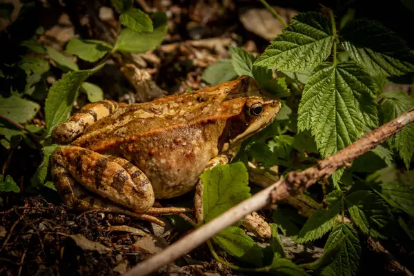 Ormanda Bir Kurbağa — Stok fotoğraf